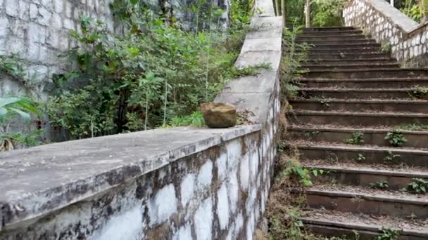 Eine Treppe Eines Ökologieparks Inmitten Eines Waldes Dehradun Stadt Uttarakhand — Stockvideo