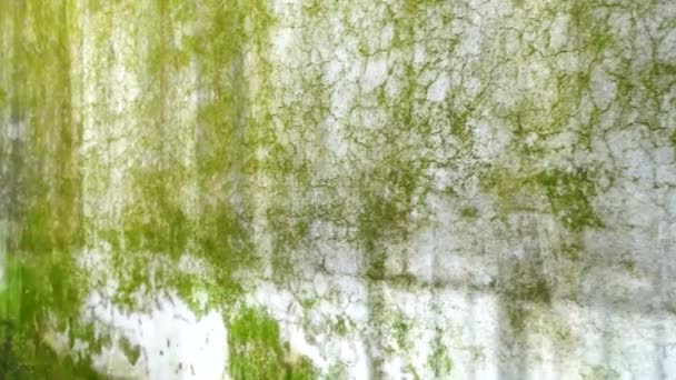 大自然的艺术 印度乌塔拉汉德混凝土墙上绿藻和苔藓的特写 自然结构和环境概念的存量媒体 — 图库视频影像