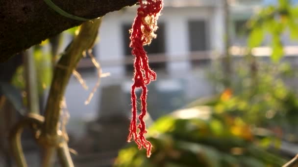 Posvátné Nitě Kinematický Snímek Červené Nitě Visící Stromě Symbolizující Víru — Stock video