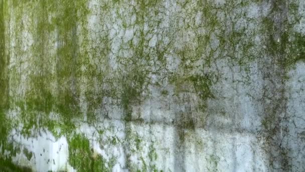 Naturens Konst Närbild Gröna Alger Och Mossa Betongvägg Uttarakhand Indien — Stockvideo