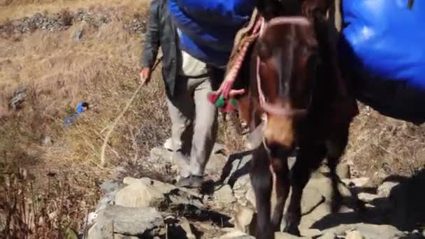 2023年12月25日 Uttarakhand India 场景纳格 Nag Tibba Trek 在印度乌塔拉汉德 Uttarakhand 带着马和骡子的人带着负载 — 图库视频影像
