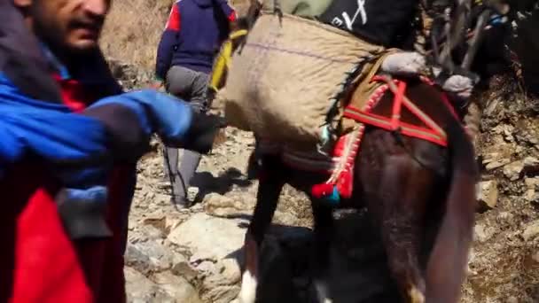 Dezember 2023 Uttarakhand Indien Nag Tibba Trek Menschen Mit Pferden — Stockvideo