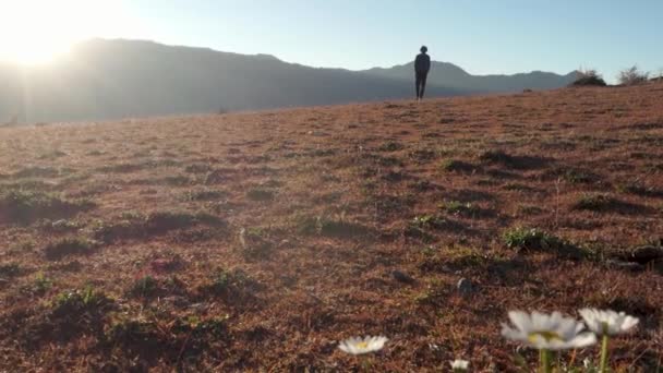 2023年12月25日 ウッタルカンド インド マジェスティックヒマラヤの朝 朝の太陽の牧草地を散策する男 前景の花 背景にあるヒマラヤ山脈を散策する — ストック動画
