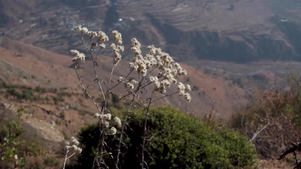 Ageratum Conyzoidesは一般的に白い花や葉を持つビリーヤギ雑草植物として知られています ウッタラーカンド インディア — ストック動画