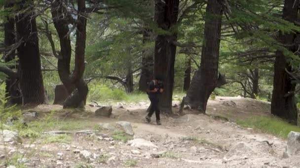 August 2023 Himachal Pradesh Indien Kinner Kailash Yatra Trekking Deodar — Stockvideo