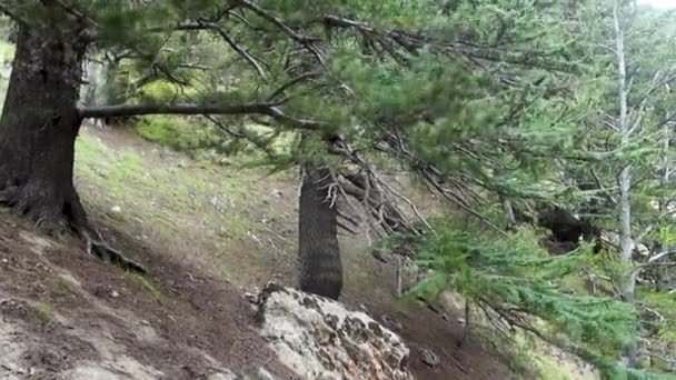 Üppiger Deodar Wald Oberer Himalaya Himachal Pradesh Indien Fesselnde Aufnahmen — Stockvideo