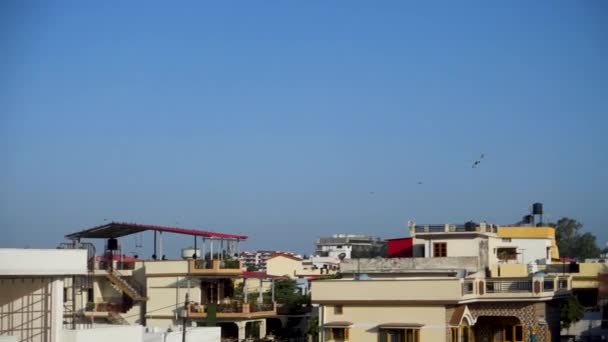 2023年12月25日 ウッタルカンド インディア ピジョン オーバー デイラウンのフライト 都市の上空に浮かぶハトが インドのウッタラカンド州デイラウンのハトの群衆の急増を目撃する — ストック動画
