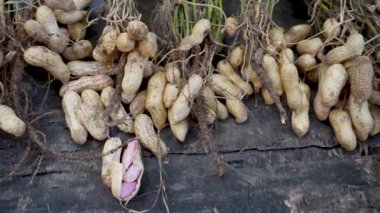 Yer fıstığı (Arachis hipogaea) ya da bilinen adıyla Organik Hasat: Yapraklarla Taze Hasat - Uttarakhand, Hindistan - Tarım Stoku