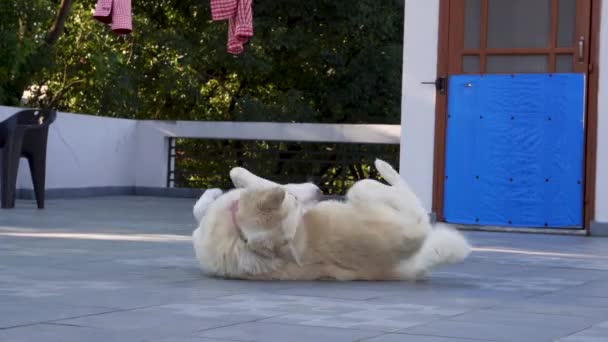 Himalayan Shepherd Dog Buffonate Allegre Del Ventre Joyful Pet Comedy — Video Stock