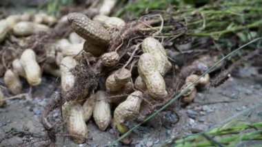 Yer fıstığı (Arachis hipogaea) ya da bilinen adıyla Organik Hasat: Yapraklarla Taze Hasat - Uttarakhand, Hindistan - Tarım Stoku