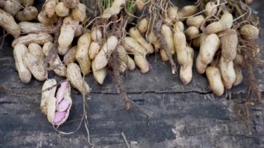 Yer fıstığı (Arachis hipogaea) ya da bilinen adıyla Organik Hasat: Yapraklarla Taze Hasat - Uttarakhand, Hindistan - Tarım Stoku