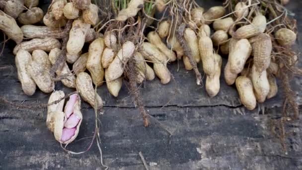 Kacang Arachis Hypogaea Juga Dikenal Sebagai Groundnut Panen Organik Segar — Stok Video