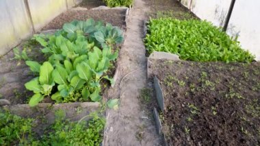 Polyfarm Diversity: Himalaya Foothills, Pauri Garhwal, Uttarakhand, Hindistan 'daki Yeşil Sebzeler ve Bitkiler