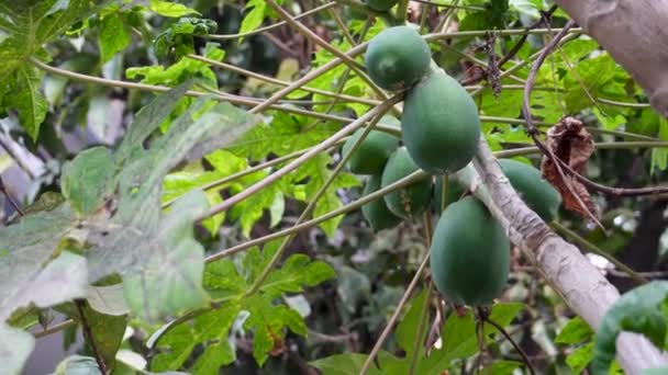 Органические Садовые Удовольствия Зеленые Папайи Висят Уттаракханде Индия — стоковое видео