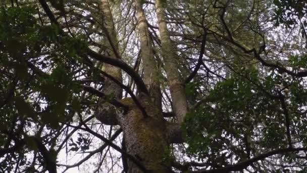Μια Μυστικιστική Τρίαινα Trishul Σχήμα Δέντρο Deodar Ένα Σύμβολο Του — Αρχείο Βίντεο