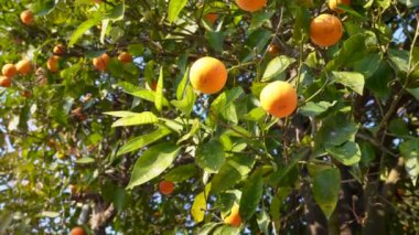 Yukarı Himalayalar, Pauri Garhwal, Uttarakhand, Hindistan 'daki Malta veya Blood Orange Citrus meyve ağacı
