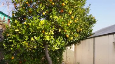 Yukarı Himalayalar, Pauri Garhwal, Uttarakhand, Hindistan 'daki Malta veya Blood Orange Citrus meyve ağacı