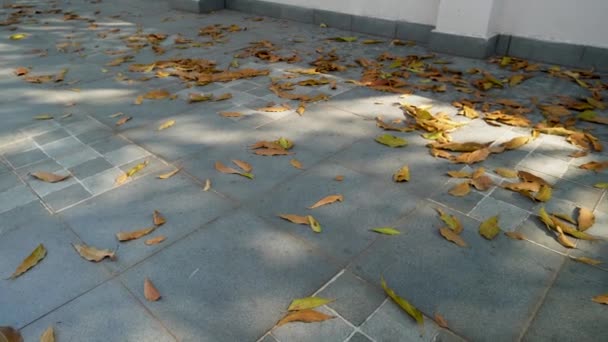 Podzimní Listí Střeše Indického Domu Změna Sezóny Indickém Uttarakhandu — Stock video