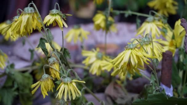 Gedehydrateerde Guldaudi Guldavari Chrysant Yellow Flower Plant Een Indiase Tuin — Stockvideo