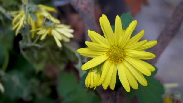 Guldaudi Oder Guldavari Chrysantheme Yellow Flower Plant Einem Indischen Garten — Stockvideo