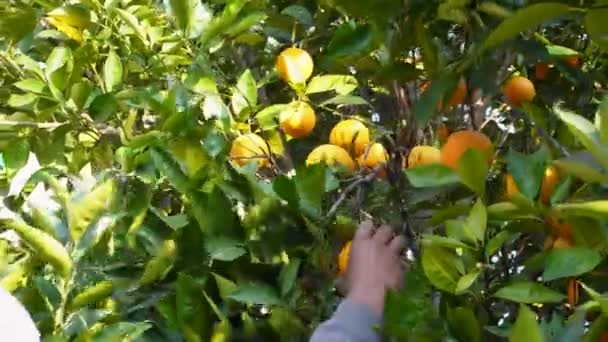 2024年2月14日 ウッタルカンド インド アッパーヒマラヤ ウッタルカンド インドでマルタシトラスまたは血のオレンジの果実を収穫する — ストック動画