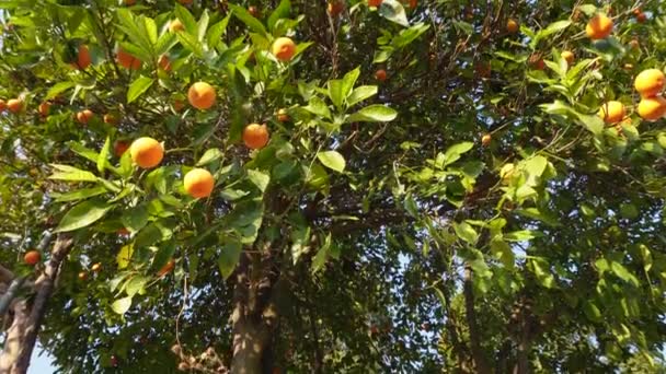 Malta Blood Orange Citrus Fruitboom Upper Himalayas Pauri Garhwal Uttarakhand — Stockvideo