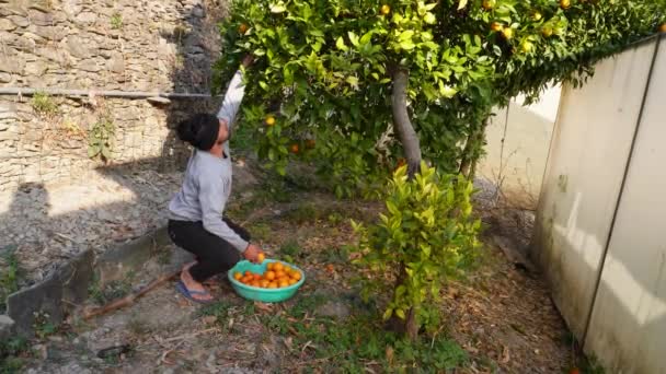 Febrero 2024 Uttarakhand India Cosecha Malta Cítricos Naranjas Himalaya Superior — Vídeo de stock
