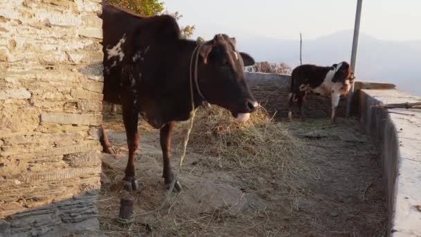 Scenic Footage Badri Cow Calf Pauri Garhwal Uttarakhand India — Stockvideo