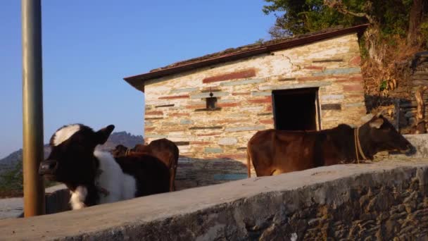 Forgatókönyv Badri Cow Calf Pauri Garhwal Uttarakhand India — Stock videók