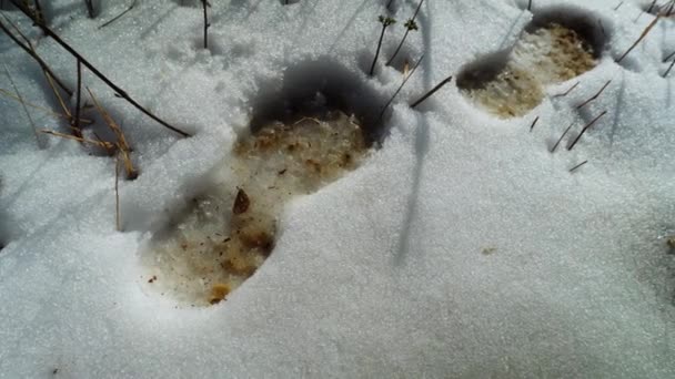 Die Ersten Schritte Des Winters Spuren Schnee Ersten Schneefall Von — Stockvideo