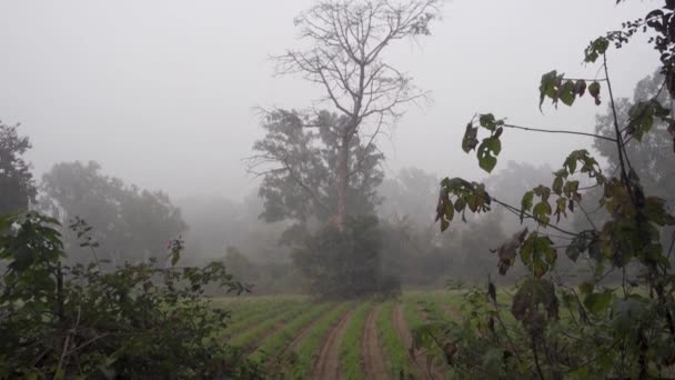Artistic Leafless Skeleton Big Tree Misty Forest Dehradun Uttarakhand India — Stock Video