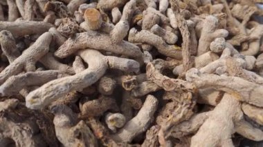 Kuru organik Hint Termerik Kökü (Curcuma longa). Turmerik (Curcuma longa), Asya mutfağında yaygın olarak kullanılan bir baharattır..