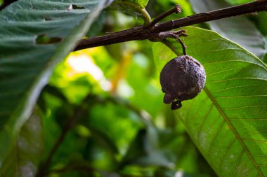 Organik Çiftçilik Yarışması: Uttarakhand, Hindistan 'daki Böcek Hastalıkları nedeniyle Koyu Guava Meyvesi