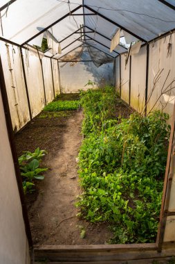 Polyfarm Diversity: Himalaya Foothills, Pauri Garhwal, Uttarakhand, Hindistan 'daki Yeşil Sebzeler ve Bitkiler