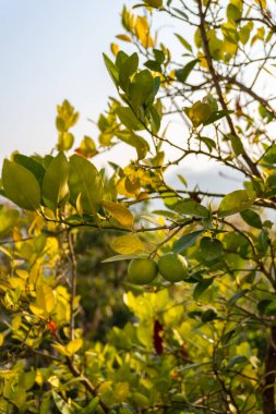 Citrus halimii, Organic Lemon Tree in Uttarakhand Mountains, India clipart