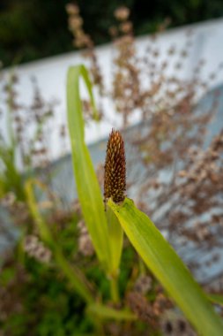 Close-up of Pearl Millet (Kambu) Plant in Indian Household: Widely Grown Millet Variety, Macro View of Buds and Leaves clipart