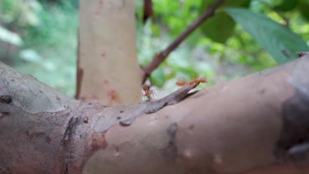 Fourmis Feu Rampant Sur Branche Arbre Dans Jardin Indien Biologique — Video