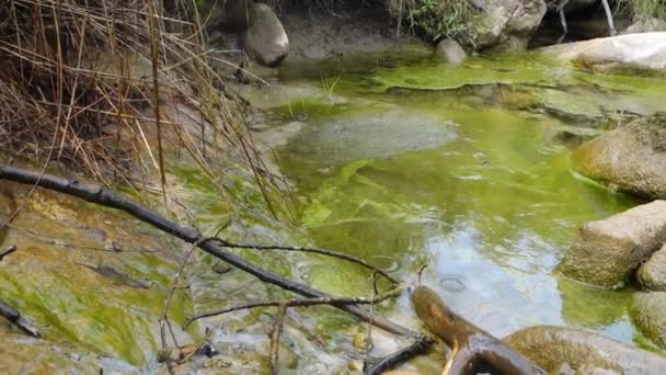 藻类密集的池塘 印度乌塔拉汉德德拉敦市的外围 — 图库视频影像