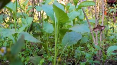 Canlı yeşil turp bitkisi organik bir Hint çiftliğinde büyür, sürdürülebilir tarım sergiler..