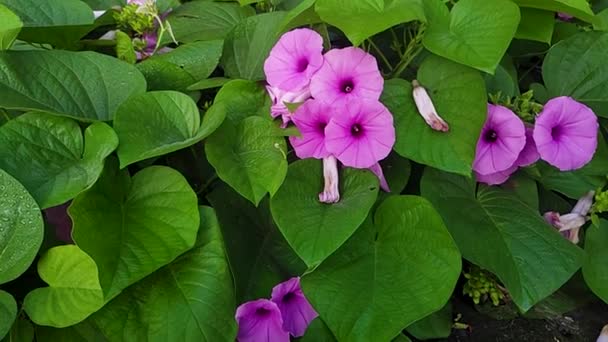 Découvrez Des Fleurs Éclatantes Morning Glory Dans Jardin Bio Uttarakhand — Video