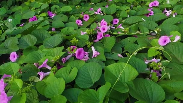 Descubra Las Vibrantes Flores Morning Glory Jardín Orgánico Uttarakhand Ipomoea — Vídeos de Stock