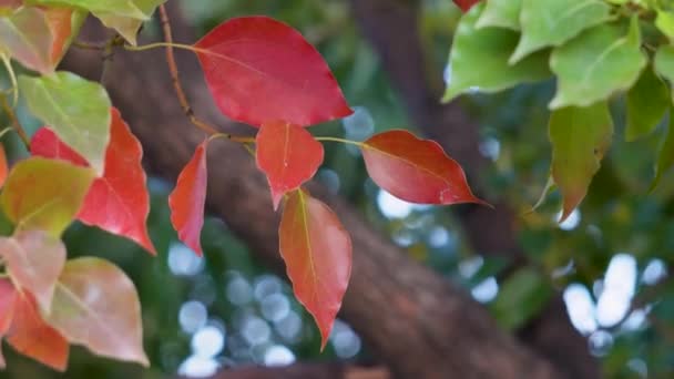 Cinnamomum Camphora Leaves Trasformazione Dell Antocianina — Video Stock