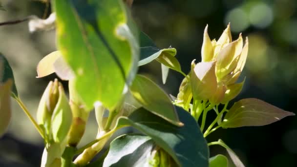新鮮な成長 シナモム カンポラの柔らかい葉 — ストック動画