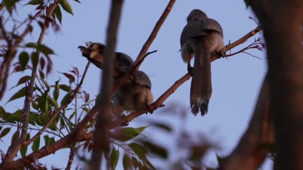 Indian Gray Hornbill Couple Dîner Ensemble Sur Tree Branch Uttarakhand — Video
