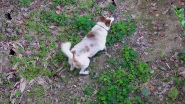 Uttarakhand, Hindistan 'da Dikkatli Köpek Harekete Hazır