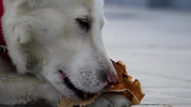 Himalaya çoban köpeği köpek köpek dişlerini sergileyerek Hint ekmeğini sever..