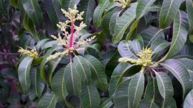 Mangifera indica, yaygın olarak mango olarak bilinir, Uttarakhand, Hindistan 'daki organik tarım arazilerinde meyve tomurcuklarıyla çiçek açar.