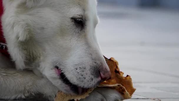 Chien Berger Himalayen Aime Pain Indien Affichant Ses Dents Canines — Video