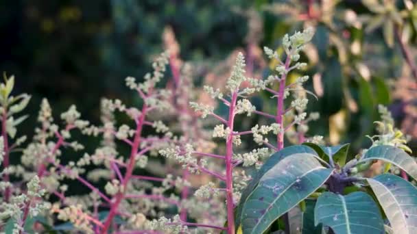 一般的にマンゴーとして知られているマンギフェラディアは インドのウッタルカンドの有機農地でフルーティーな芽で咲きます — ストック動画