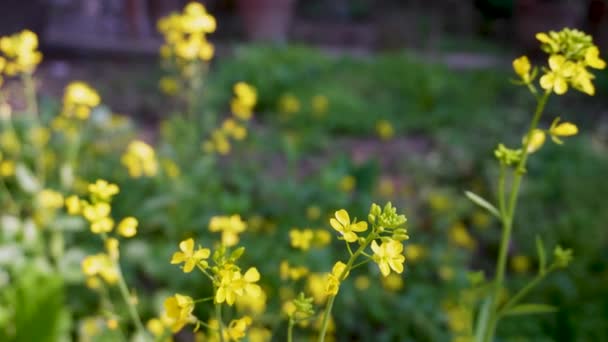 Jelajahi Brassica Juncea Yang Bersemangat Mustard Coklat Dengan Daun Kuning — Stok Video